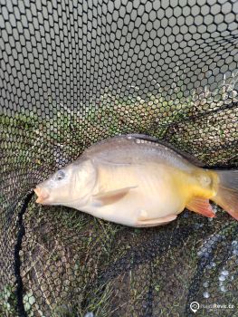 Nádherný kapřík snad tu vydrzi