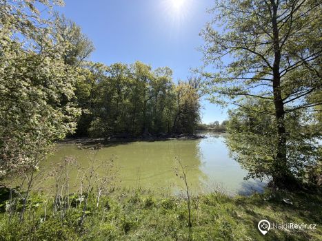 411 157 - Labe 16 A - Tůně Kozly<br>Jiřická a Lobkovická tůň