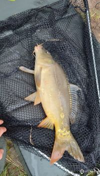 441 002 - Bílina 2<br>Karolina I